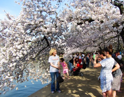 One of hundreds of photos being taken at that very moment, all around the Tidal Basin. April 2013