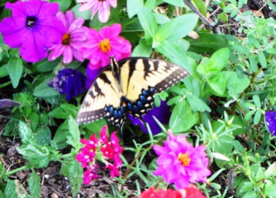This tiger swallowtail fluttered by in time to pose for today's quote, August 2013