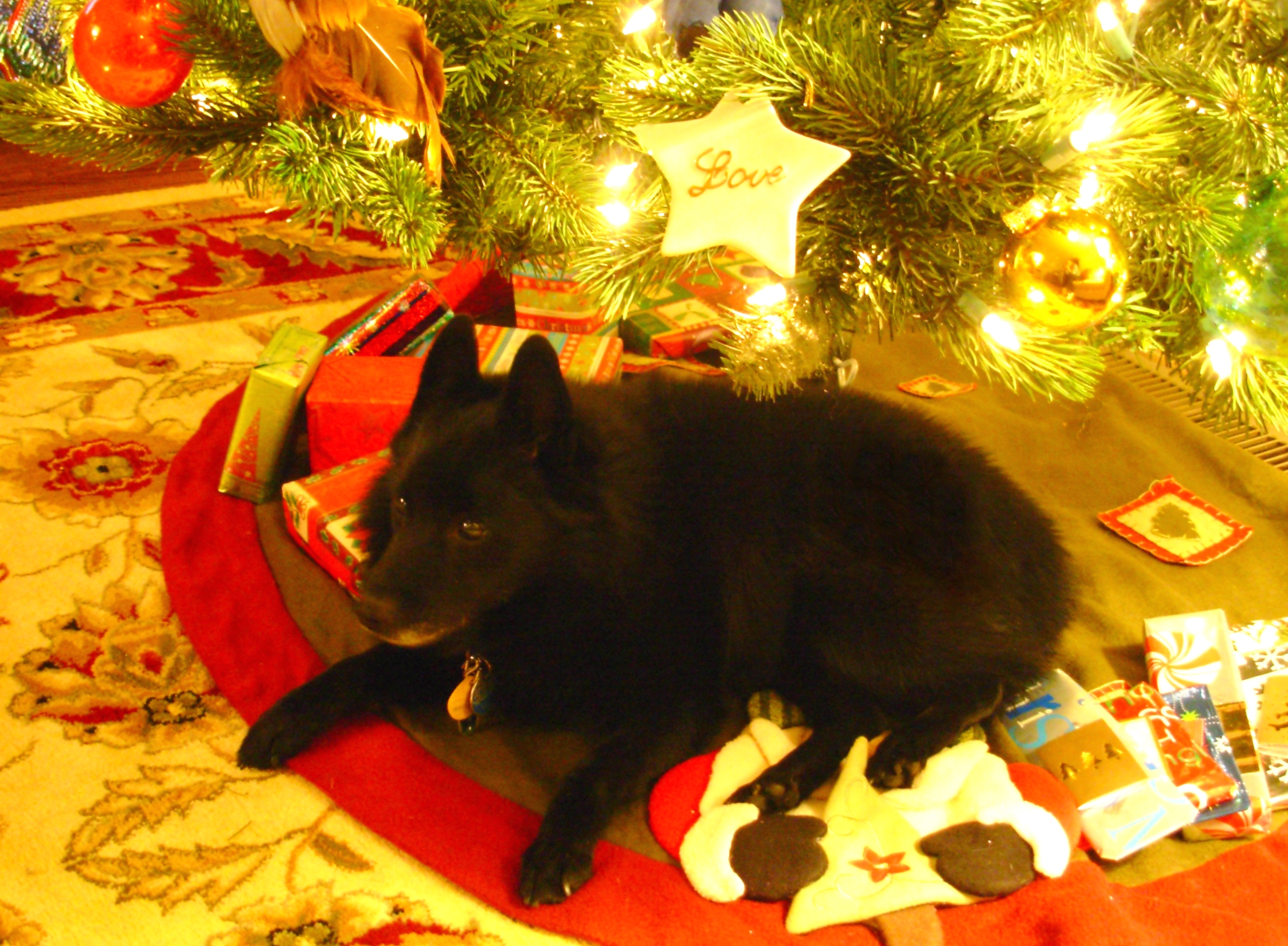 Pasha always loved to relax under the Christmas tree.  December 2010